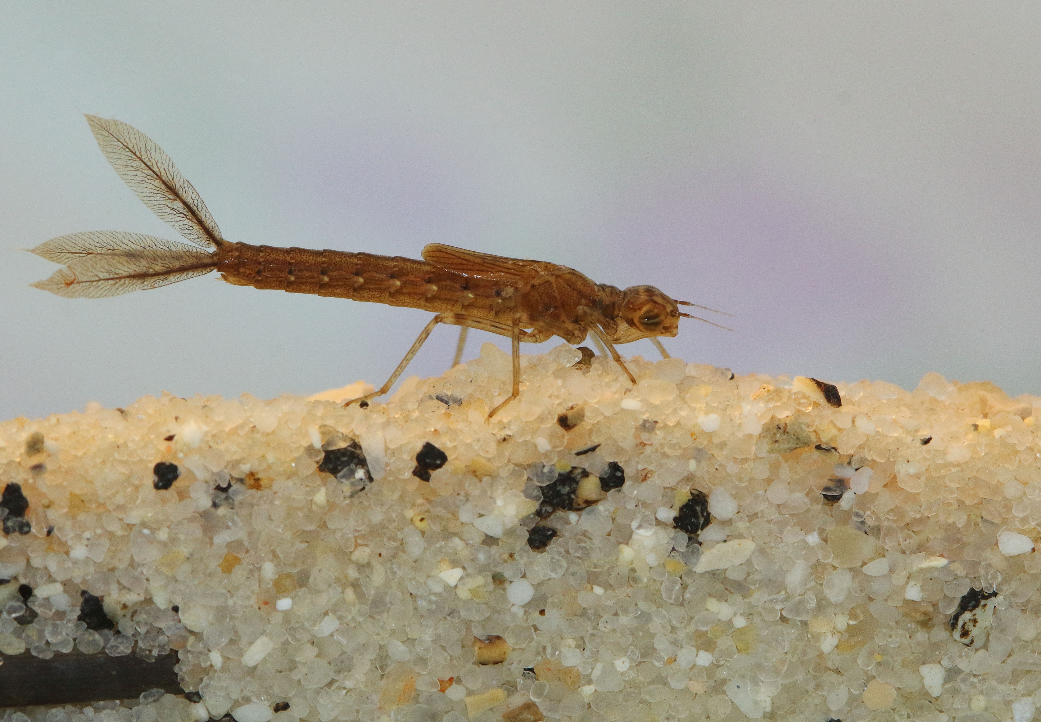 ©Albano Soares  Fotografia nº3: Larva de libelinha dentro de água doce, da espécie Ischnura graellsii