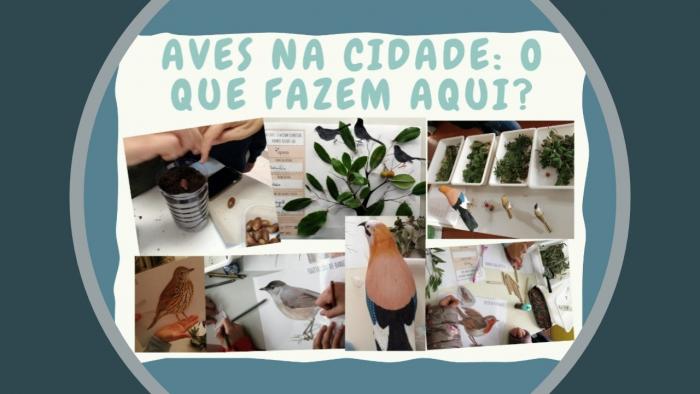 Projeto “Aves na cidade: o que fazem aqui?”